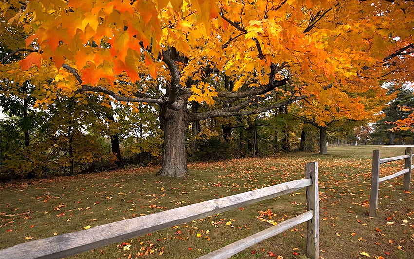 Nature, Autumn, Wood, Tree, Leaf Fall, Fall, Fence, Maple, Hedge HD wallpaper