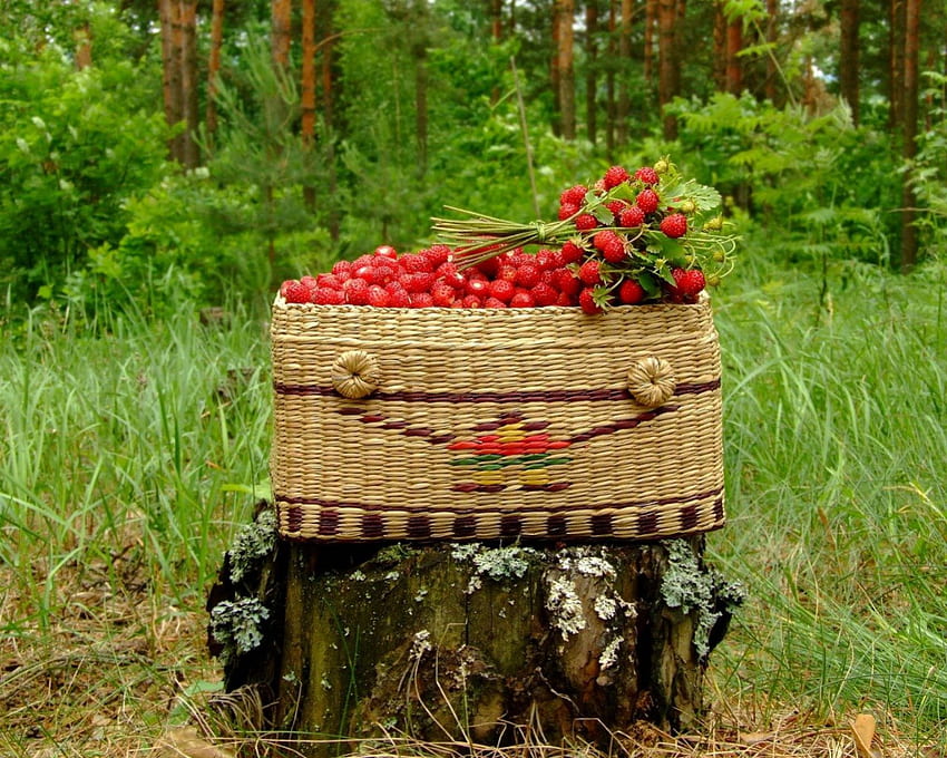 Himbeere, Korb, Baumstamm, Obst, Essen HD-Hintergrundbild
