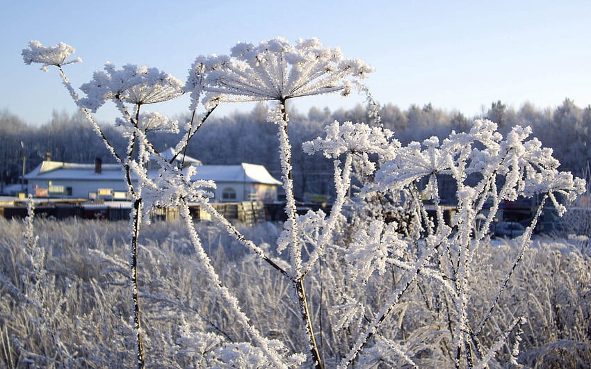 Winter, Natur, Schnee, Frost, Rauhreif HD-Hintergrundbild