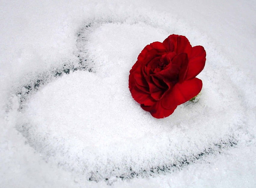 Rose With Heart, Snow Heart HD wallpaper