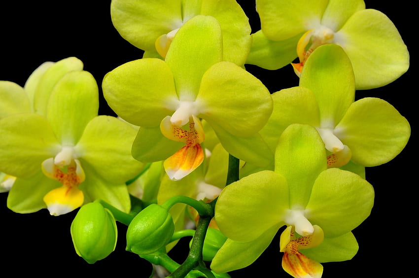 Blumen, Blume, Nahaufnahme, Zweig, schwarzer Hintergrund, Orchidee HD-Hintergrundbild