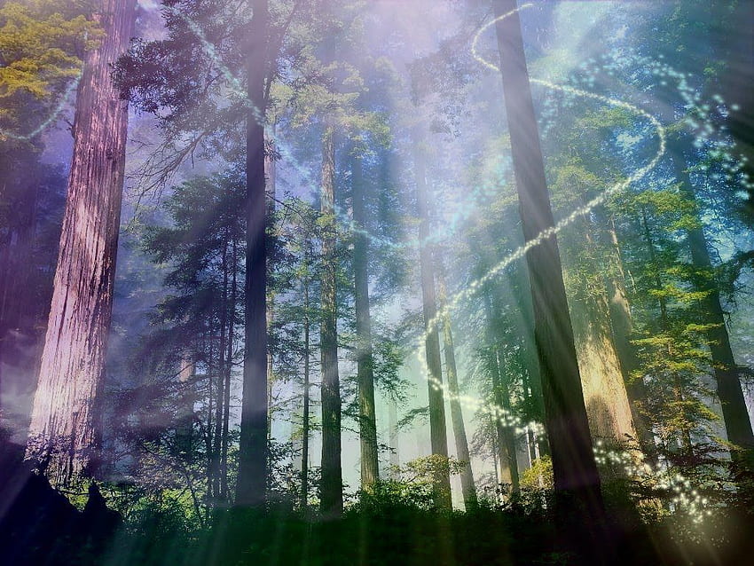 magical forest. Magic forest, Mystical forest, Forest, Magical Woods HD wallpaper