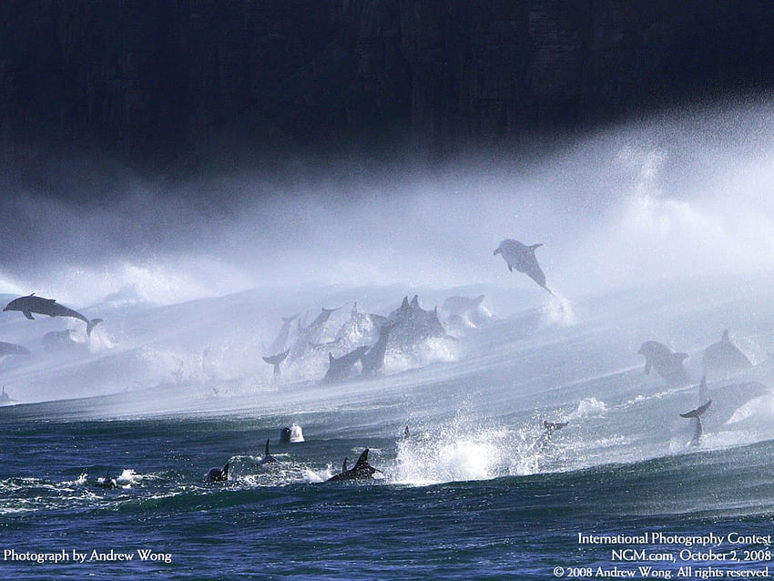 Невероятни делфини, синьо, делфини, океан, вълна HD тапет