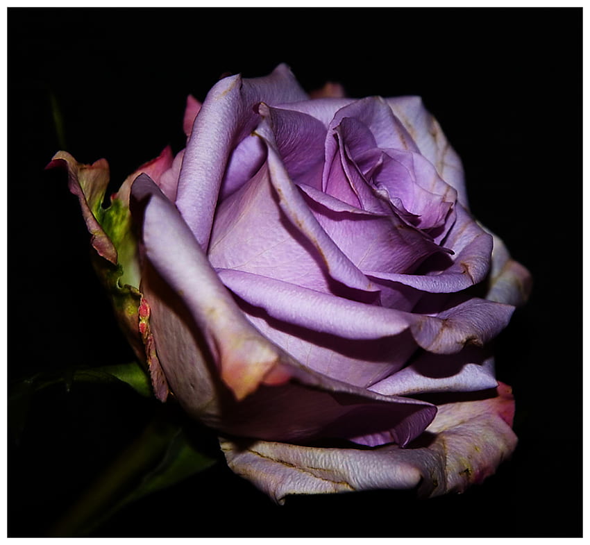 purple rose, rose, purple, single, beautiful HD wallpaper
