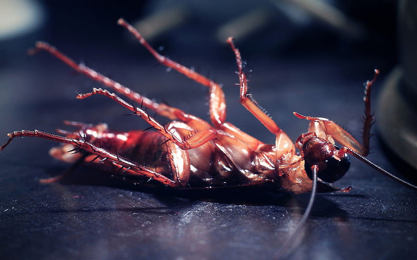 Habits That Can Attract Cockroaches & Other Pests HD wallpaper