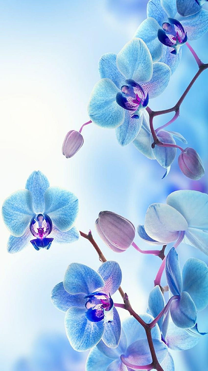 Kwiat Orchidei dla Androida Tapeta na telefon HD