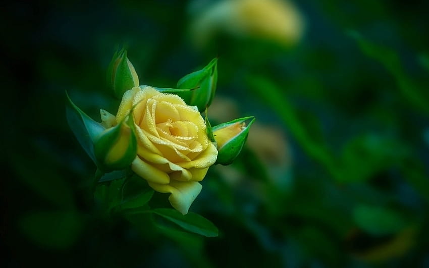 Rosa Amarilla, Amarillo, Brotes, Flor, Rose fondo de pantalla