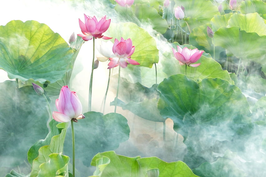 Lukisan bunga petaled putih dan merah muda, Zen Lotus Flower Pink Wallpaper HD