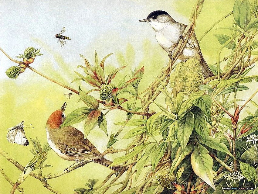 Burung Halaman Belakang Lukisan Burung Cantik Ilustrasi Burung Kecil [] untuk , Ponsel & Tablet Anda. Jelajahi Backyard Birds . Burung Musim Semi, Burung Musim Dingin Wallpaper HD