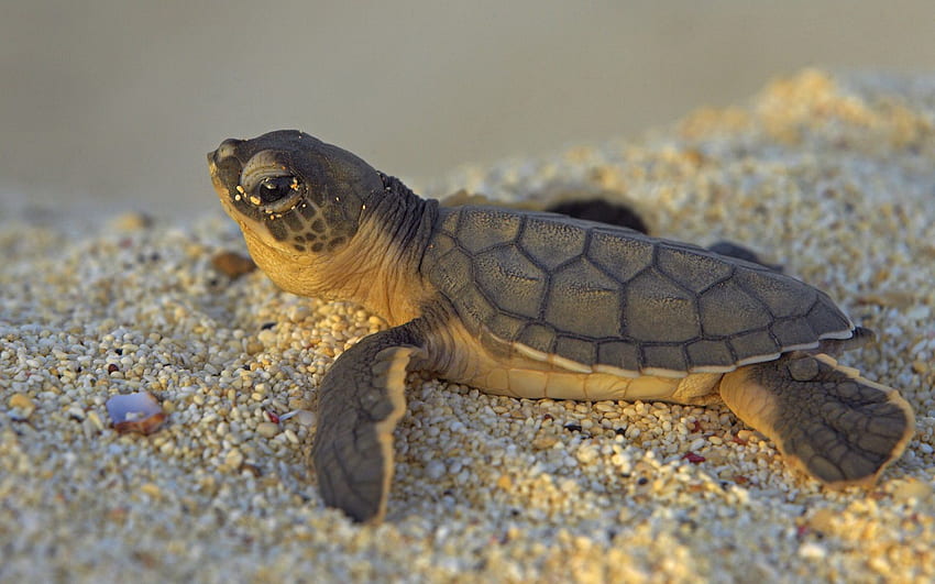 Baby Sea Turtle Sands Animals, Cute Baby Turtle HD wallpaper | Pxfuel