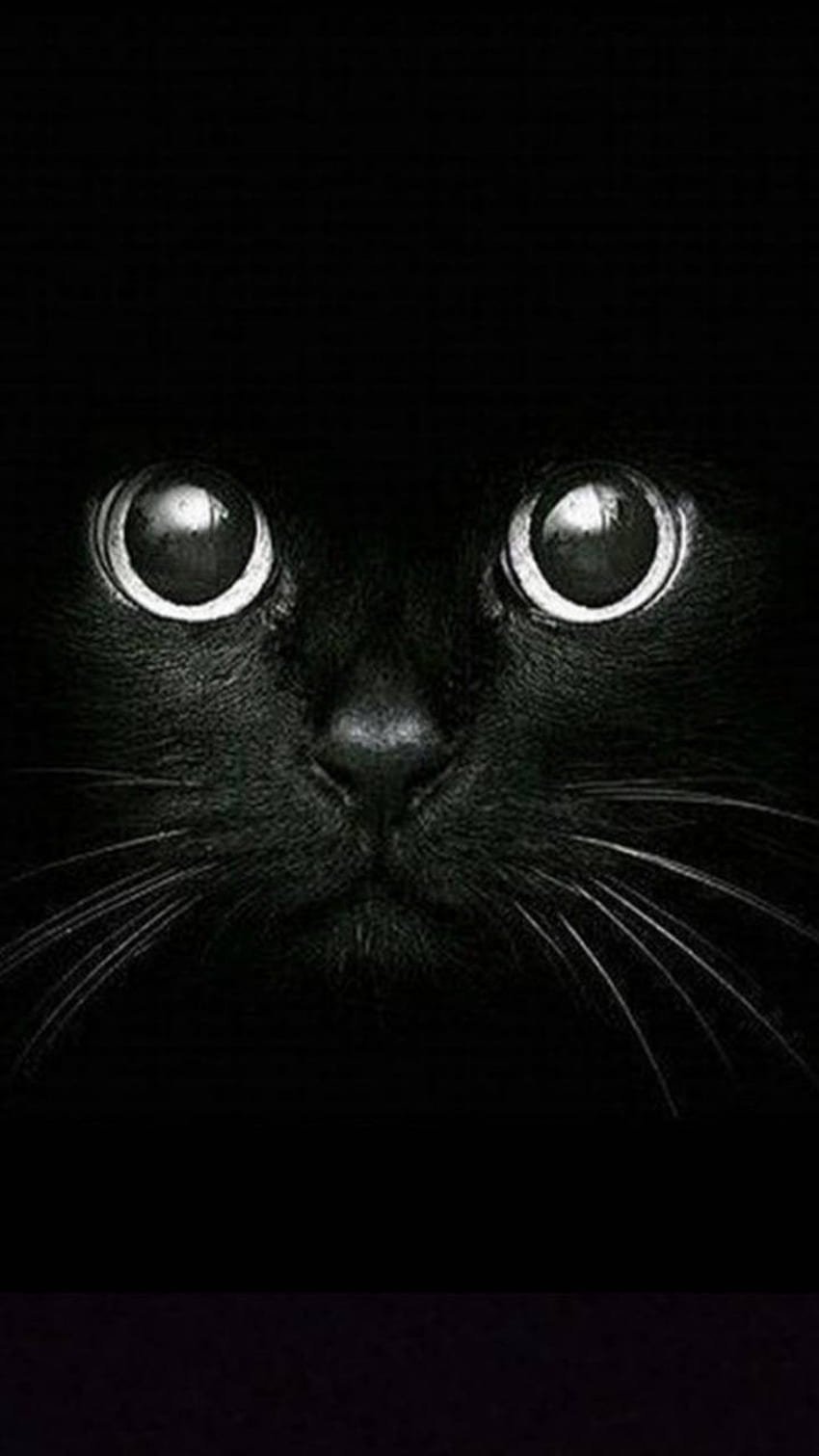 Czarny kot, piękna czarownica Tapeta na telefon HD