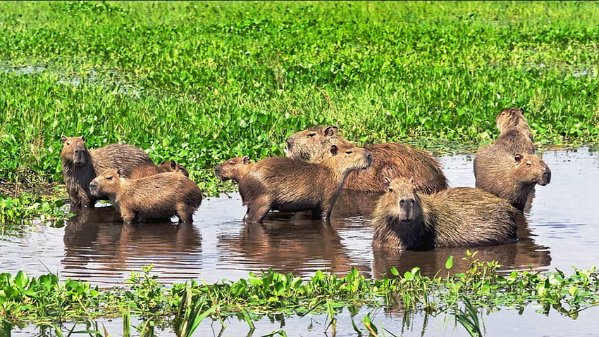 Прекалено симпатично! Гигантски гризачи релаксират в гореща вана - ABC7 New York, Cute Capybara HD тапет