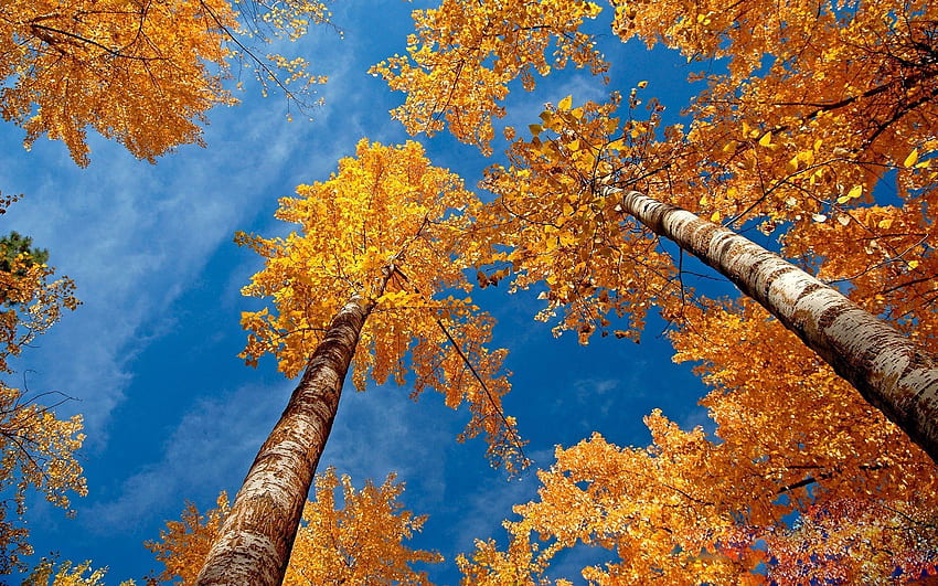 ธรรมชาติ ท้องฟ้า ฤดูใบไม้ร่วง ใบไม้ ต้นเบิร์ช คราวน์ เปลือกไม้ มงกุฎ วอลล์เปเปอร์ HD