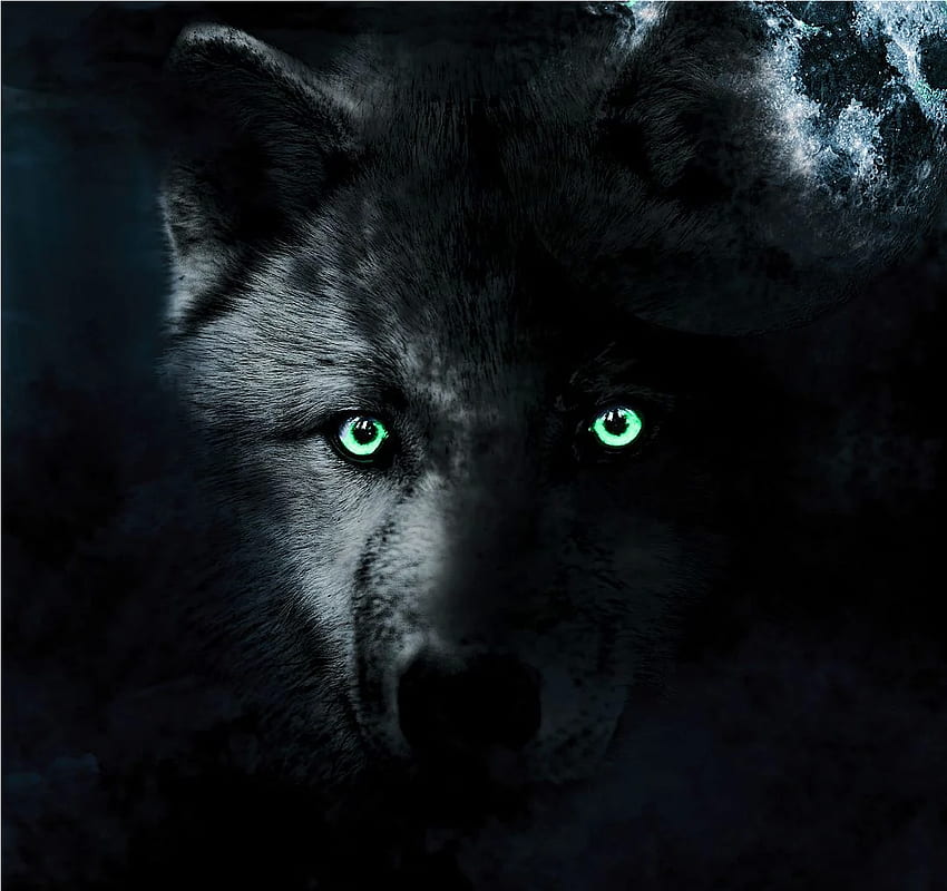 Occhi di lupo, lupo rosso e blu Sfondo HD