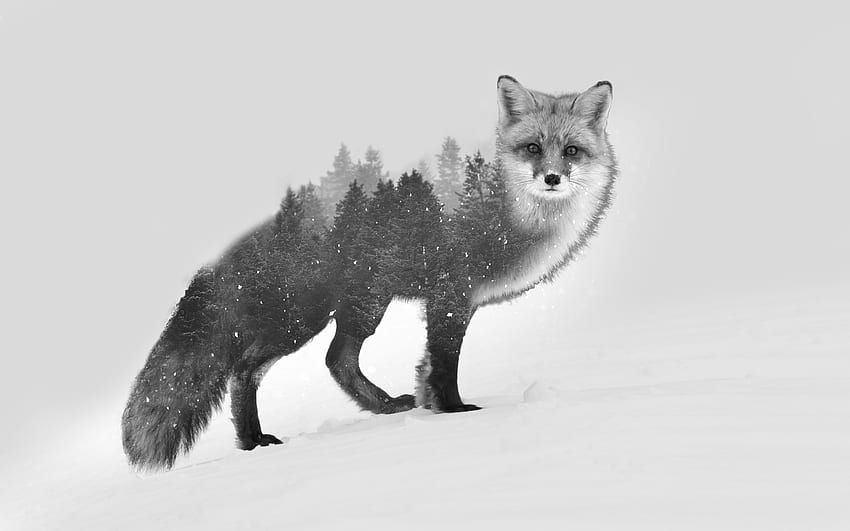 diabloalexy fox double exposure black white manipulation . Mocah , Black and Red Fox HD wallpaper
