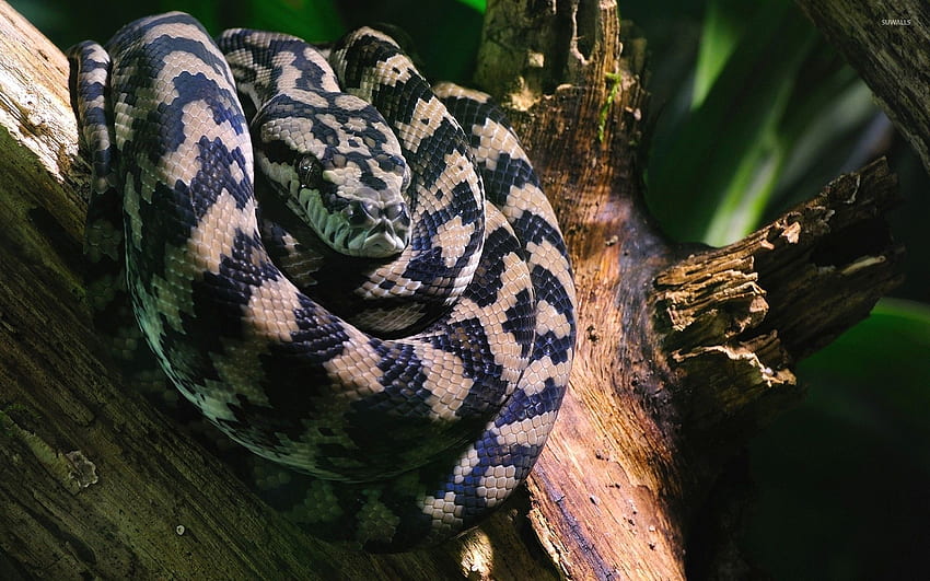 Boa constrictor on a tree log - Animal HD wallpaper