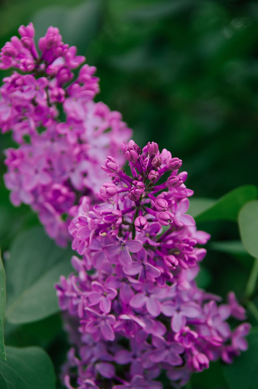 Flowers, Lilac, Violet, Plant, Bloom, Flowering, Purple, Inflorescence HD phone wallpaper