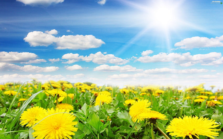 ฤดูใบไม้ผลิ ท้องฟ้า ดอกแดนดิไลอันธรรมดา ทุ่งหญ้า - ดอกไม้ : วอลล์เปเปอร์ HD