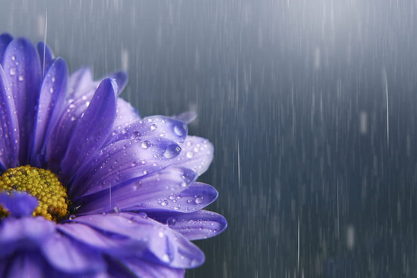 雨の中、紫、雨、花、テクスチャ、カード 高画質の壁紙