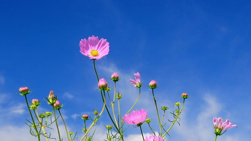 kosmeya, flowers, sky, blue, clouds HD wallpaper