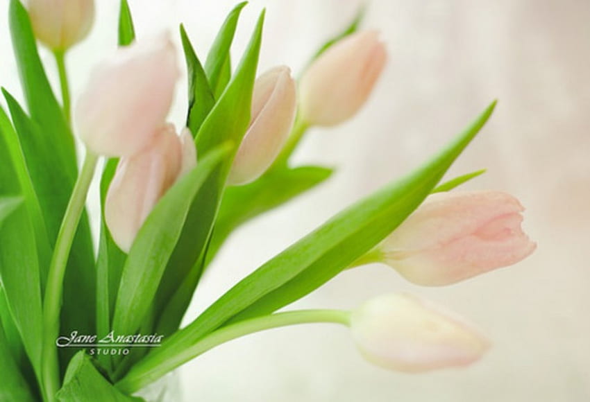 soft pink springness....., pastel, pink, bouquet, soft, tulips, beauty HD wallpaper