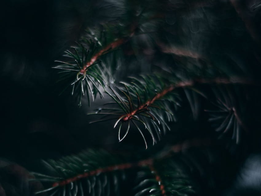 pine, branch, needles, macro, plant, green standard 4:3 background HD wallpaper