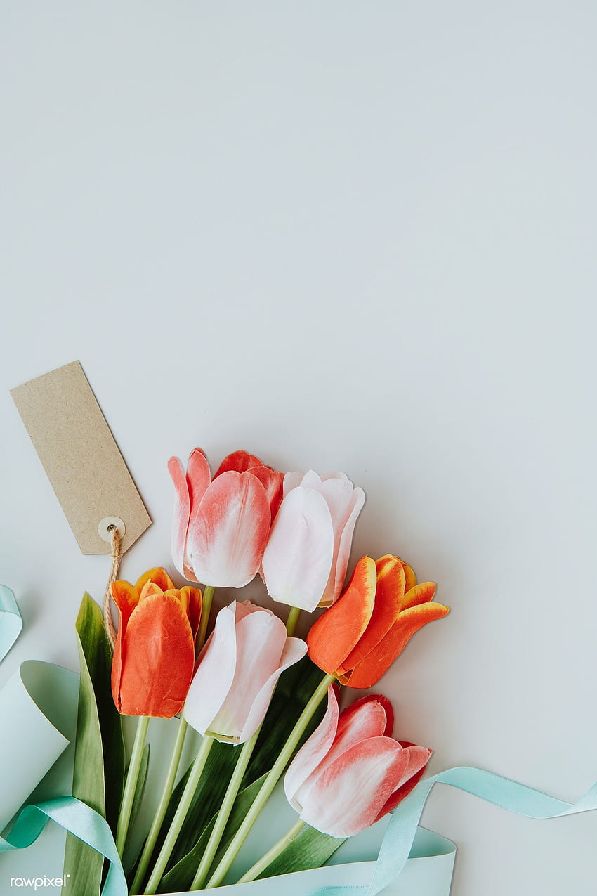 premium psd Różowe i pomarańczowe tulipany na pustym szarym tle. Pomarańczowe tulipany, kwiatowy plakat, różowe i pomarańczowe, pastelowe tulipany Tapeta na telefon HD