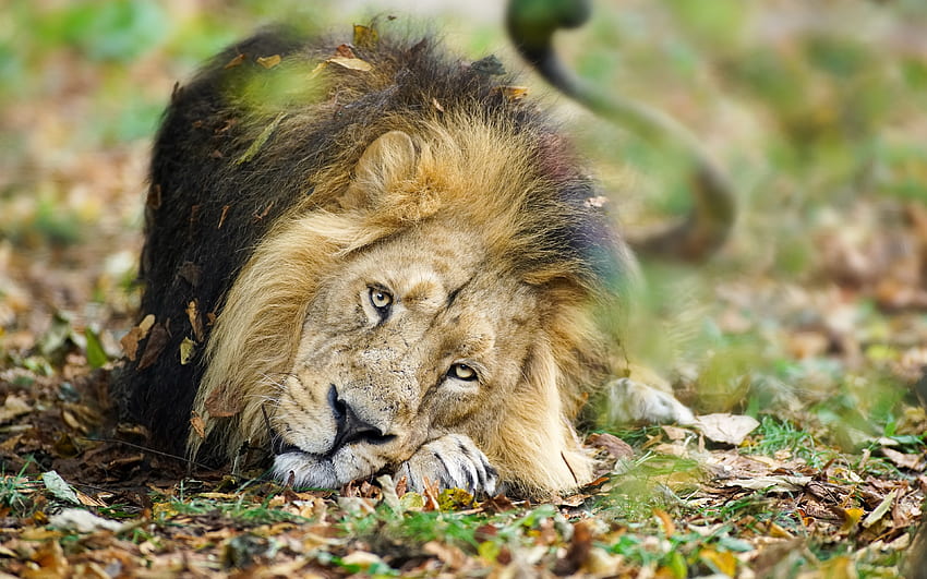 สิงโตเศร้า, สัตว์ป่า, โบเก้, นักล่า, สิงโต, ราชาแห่งสัตว์ร้าย, Panthera leo ด้วยความละเอียด คุณสูง วอลล์เปเปอร์ HD
