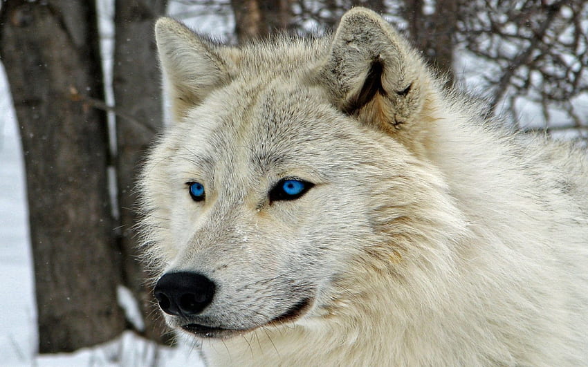 Lobo branco, Mamífero, Carnívoro, Lobo, , Animal papel de parede HD