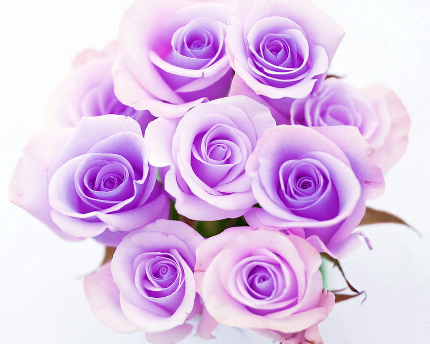 Fresh Beautiful Bouquet Pink Roses.jpg, rose, purple, pink, petals HD wallpaper