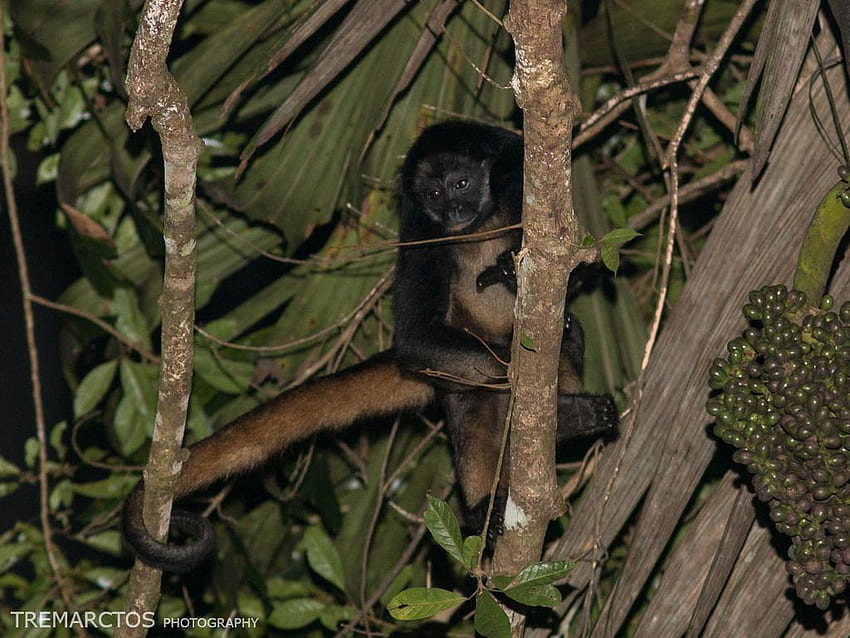 Of White Bellied Spider Monkey (Ateles Belzebuth) · INaturalist HD