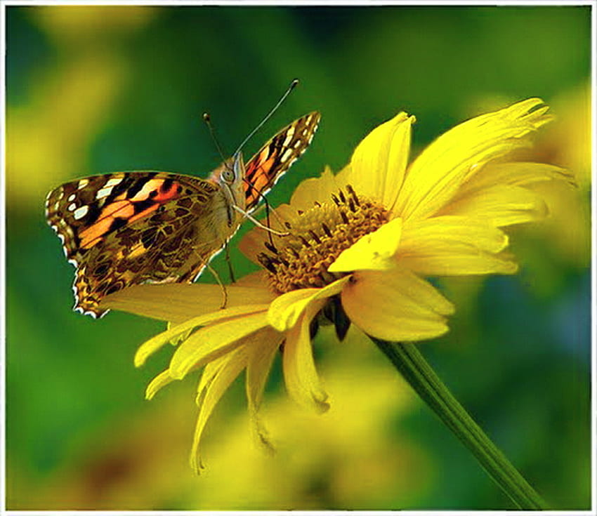 Sunny days, sunny, white, black, butterfly, yellow, flower, gold HD wallpaper