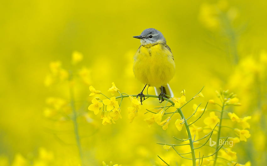 นกเด้าลมหัวสีน้ำเงินท่ามกลางดอกไม้สีเหลือง, เฮสส์, เยอรมนี Bing, เฮสเซิน วอลล์เปเปอร์ HD