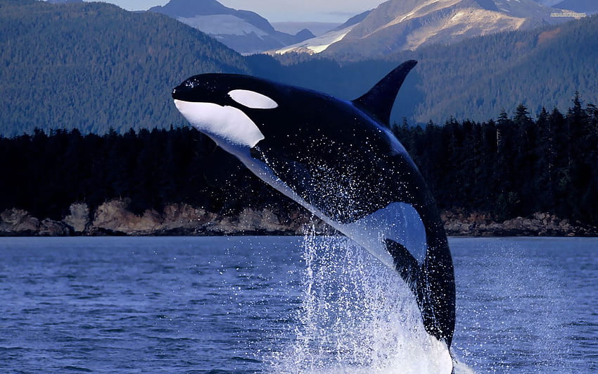 Killerwal, Orca HD-Hintergrundbild