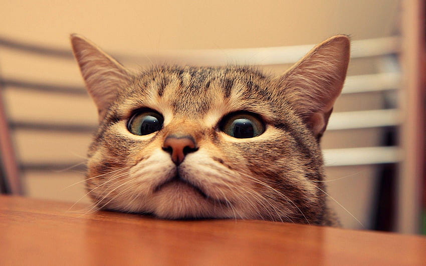 Cute Cat , Kawaii Cat Face HD wallpaper