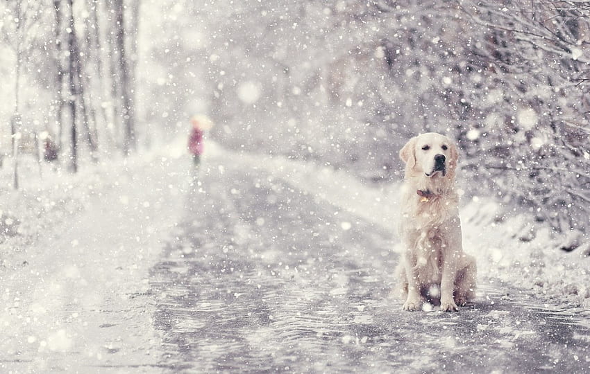 ღ, winter, dog, dog face, snow, alley, road, winter time HD wallpaper