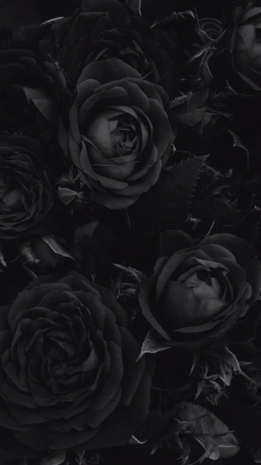 Download Black Aesthetic Rose Silhouette Wallpaper  Wallpaperscom