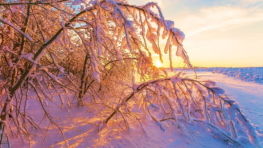 Frosty Sunrise, ice, snow, winter, landscape, branches, sun HD wallpaper