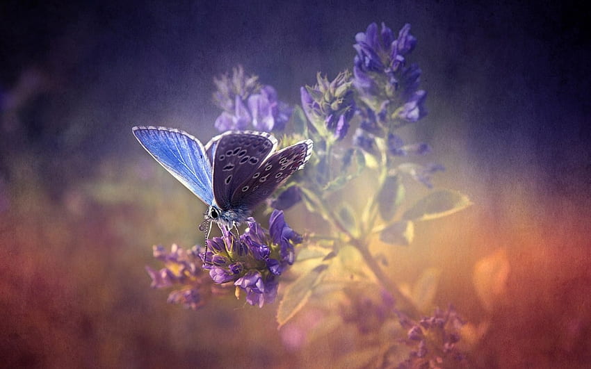 Piękny motyl, natura, kwiaty, motyl, owad Tapeta HD