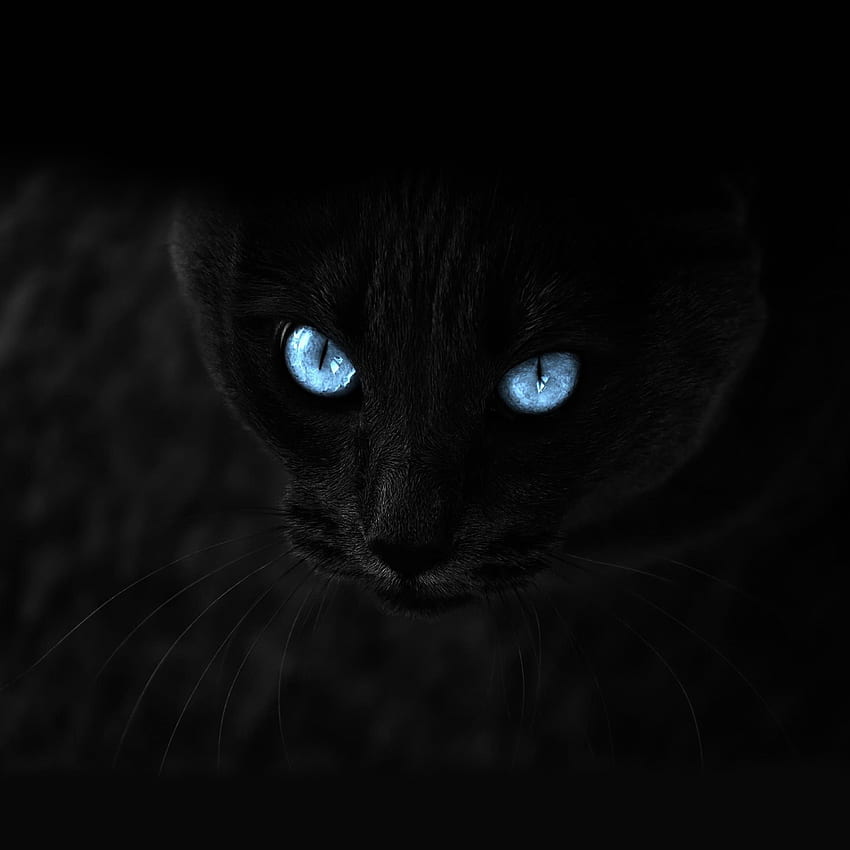 Kucing, Penglihatan, Pendapat, Mata Biru, Mata Biru wallpaper ponsel HD