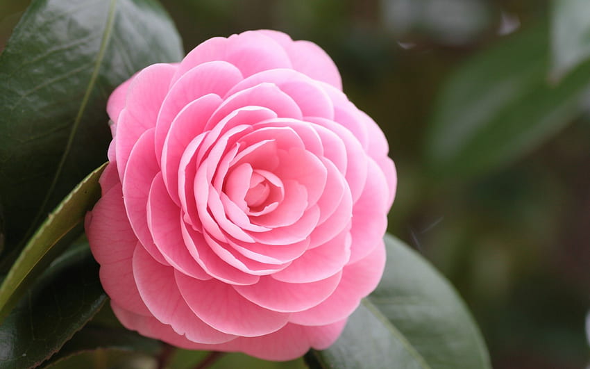 Lovely Pink Rose, rose, daylight, pink, day, leaves, stem, petals, nature HD wallpaper