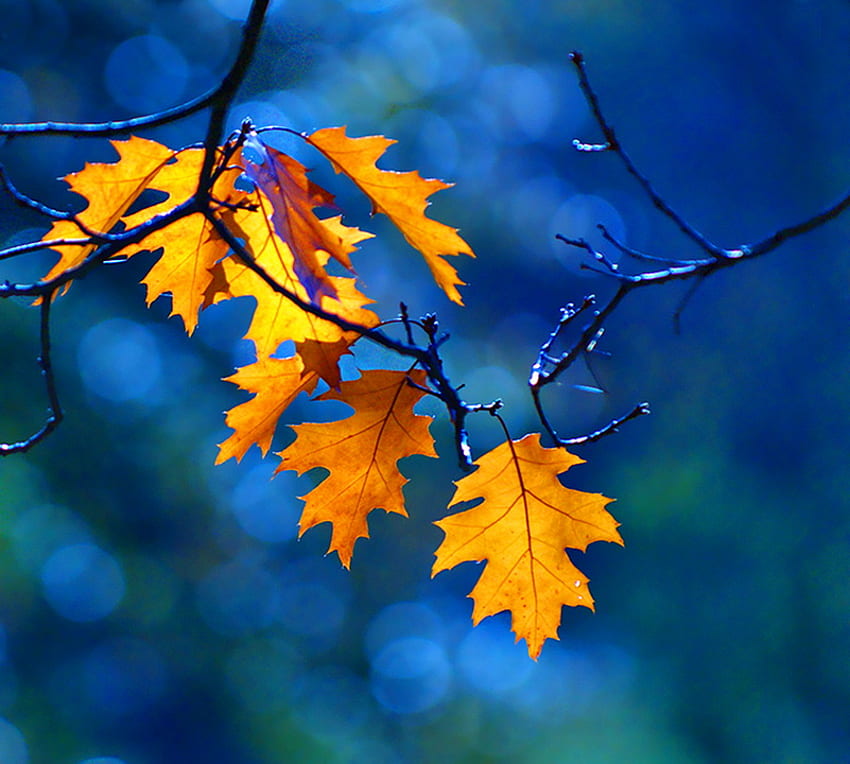 Last leaves of fall, blue, branch, leaves, yellow, autumn, gold HD wallpaper