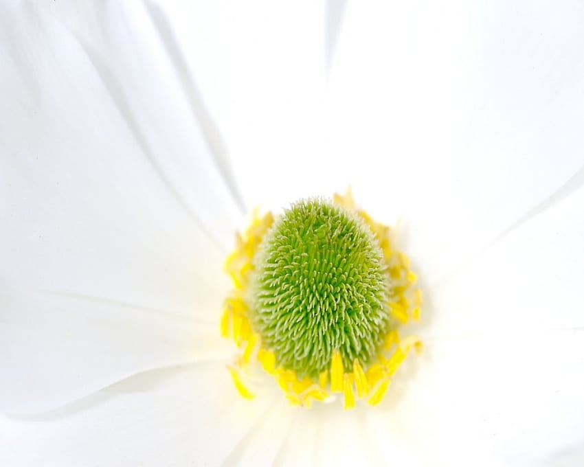 exotic flower, white flower HD wallpaper