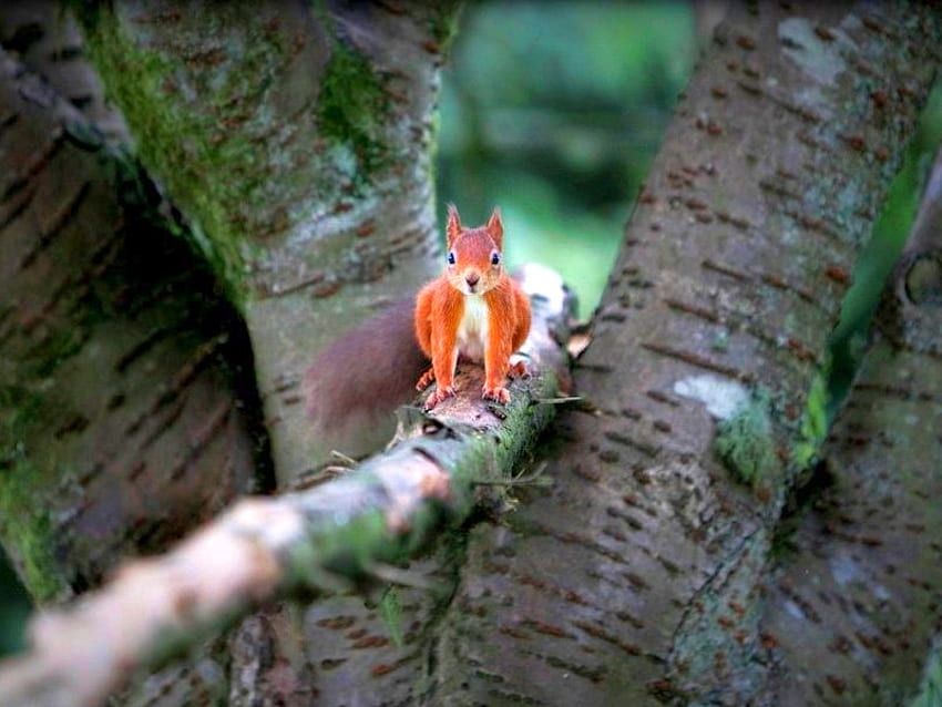 Squirrel on Tree, cool HD wallpaper