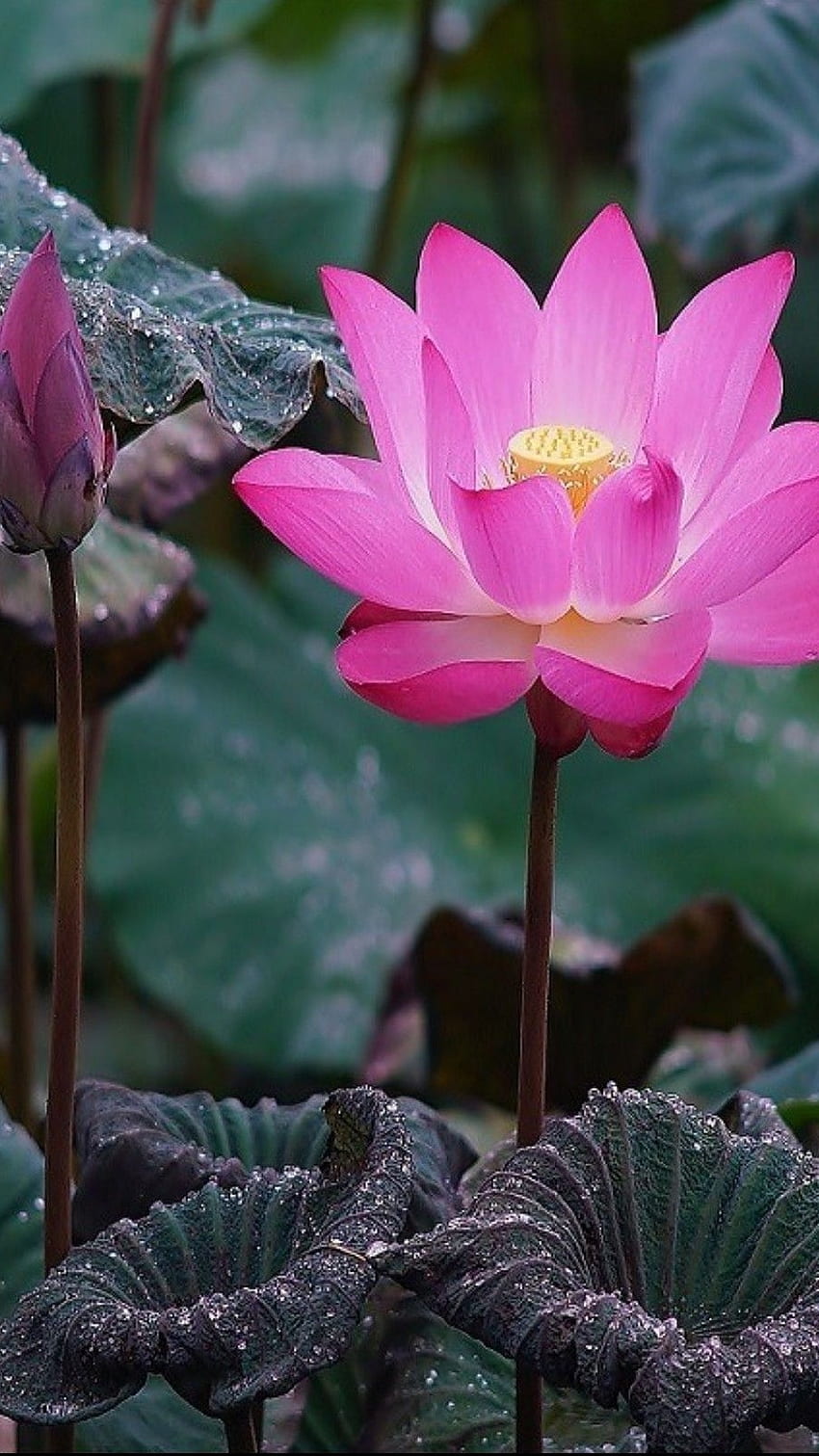 Lotus Çiçeği, Güzel Lotus Çiçeği HD telefon duvar kağıdı