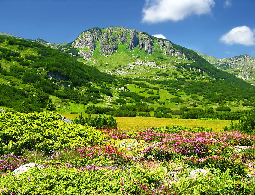 Kamenity Peak、グラフィック、岩、山、緑、ブルガリア、雲、木、自然、花、空、森 高画質の壁紙