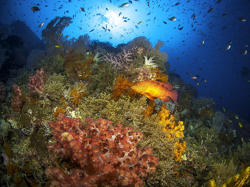 Korallen- und Unterwasserwelt, Unterwasser, Meer, Fische, Natur, Ozeane, Korallenriffe HD-Hintergrundbild