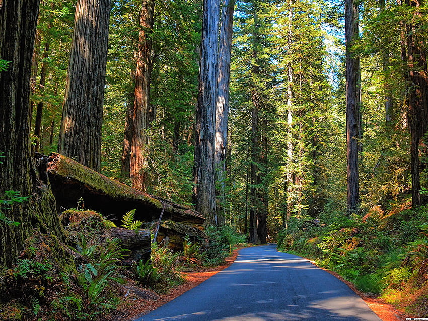 Humboldt Redwoods State Park, Condado de Humboldt papel de parede HD