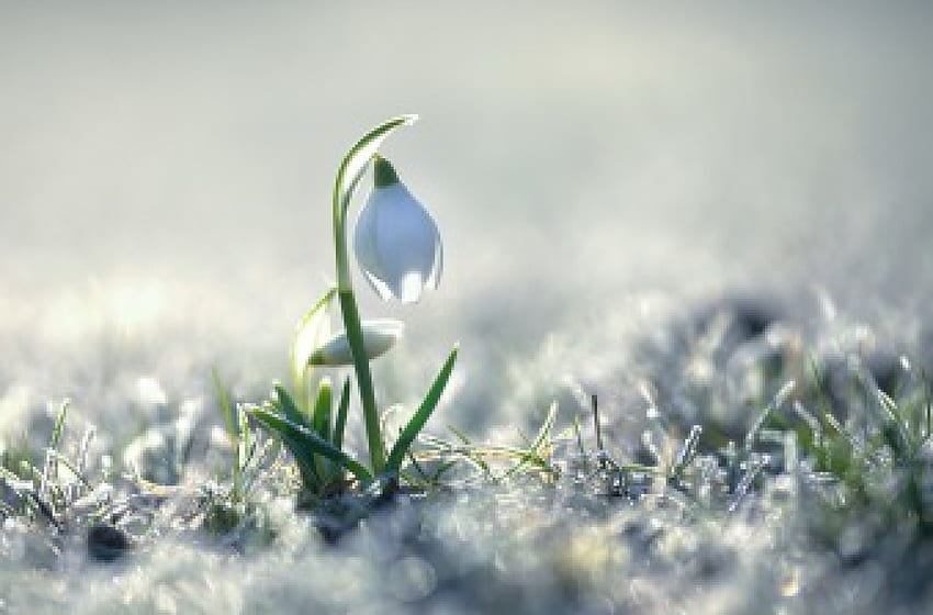 Przebiśnieg, bokeh, śnieg, kwiat Tapeta HD