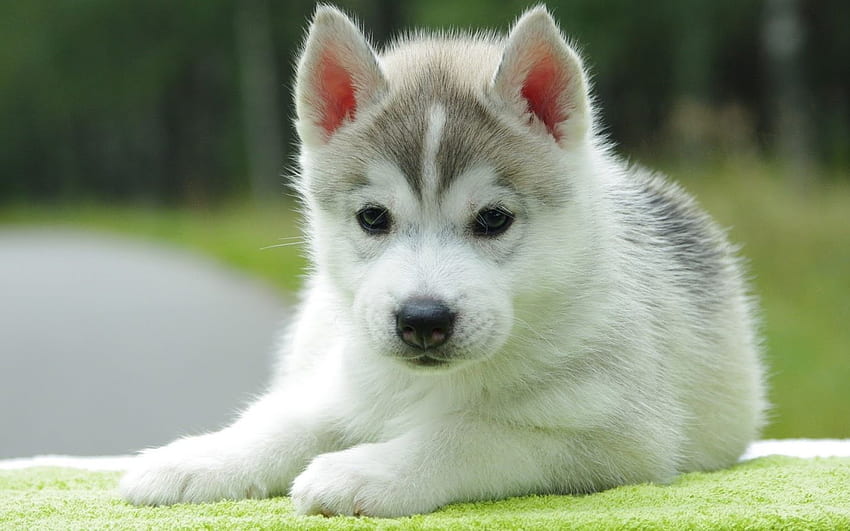 Cute Puppies Background, Cute Wolf Puppy HD wallpaper